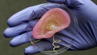 L'orecchio bionico realizzato con una stampante 3D