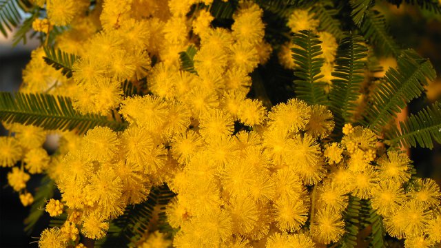 Un rametto di mimosa, la pianta simbolo della Festa della Donna