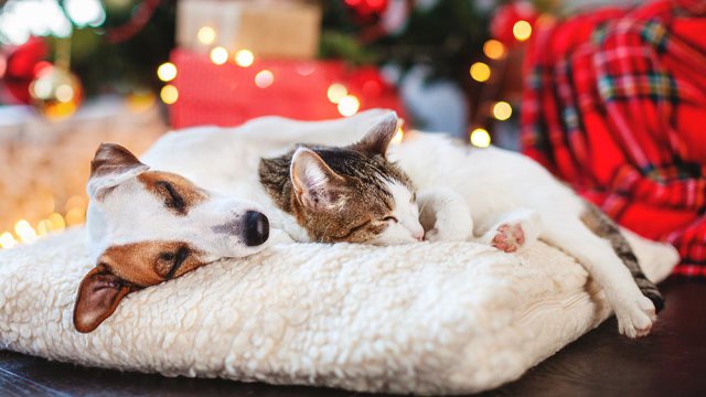 natale 2019 regali animali