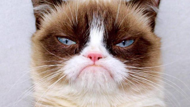 Grumpy cat