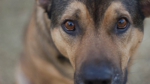 I video divertenti dei cani su Youtube
