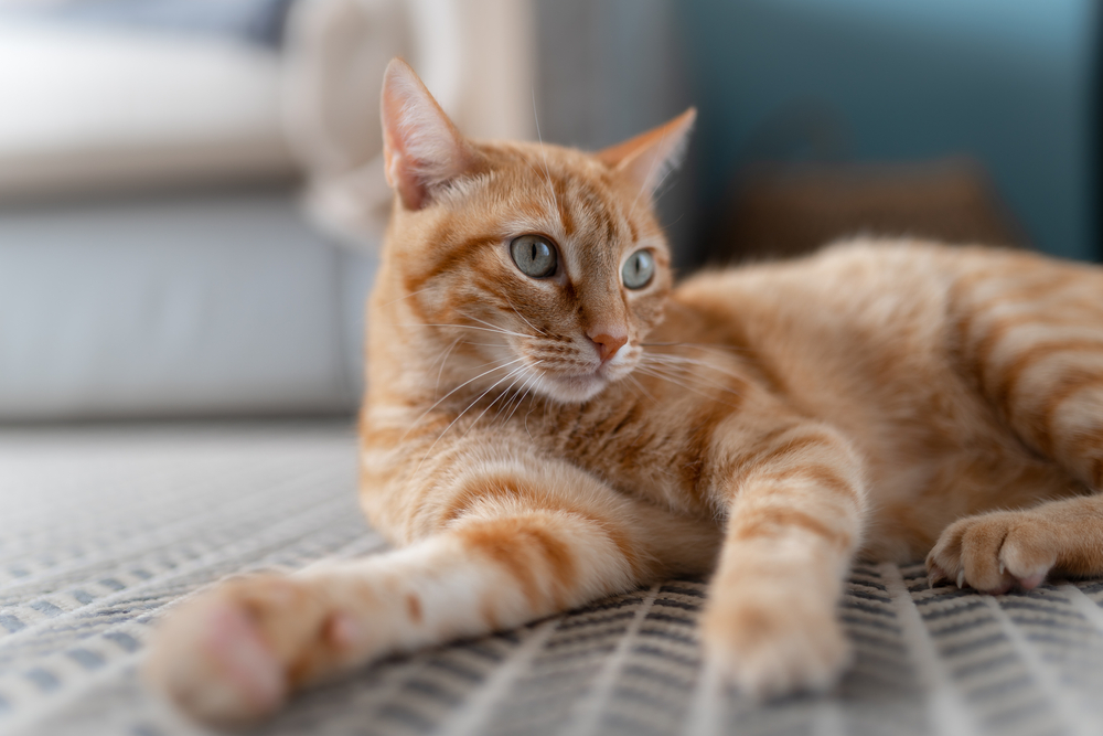 Gatto Gatto
