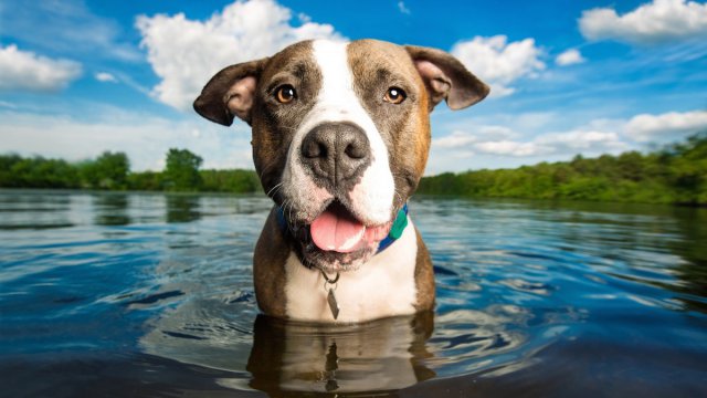 Regali per cani e gatti