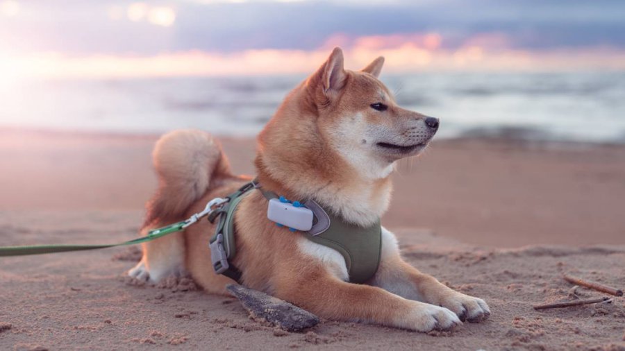 tracker per cani