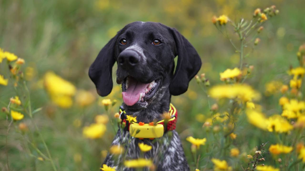 Tracker per cani