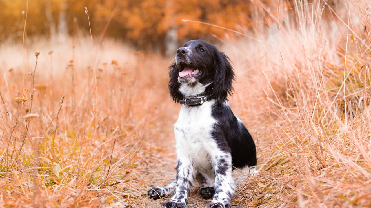 Tracker per cani