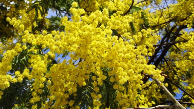 Mimosa, fiore simbolo della Festa della Donna