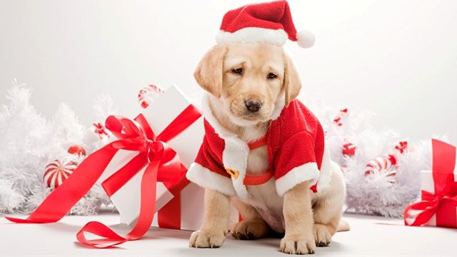 A Natale regali tech anche per gli animali domestici