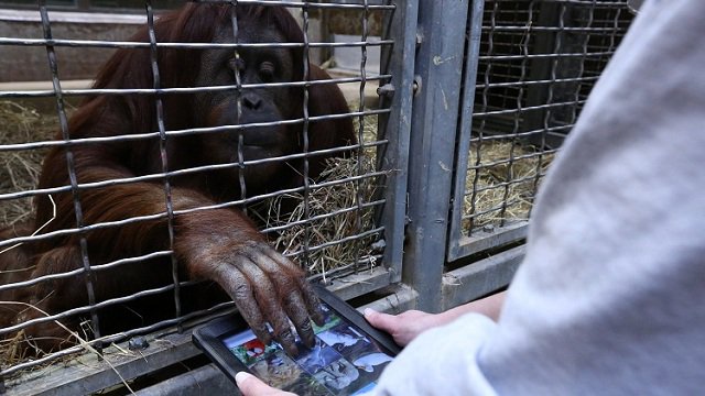 App for Apes, gli oranghi imparano con l'iPad