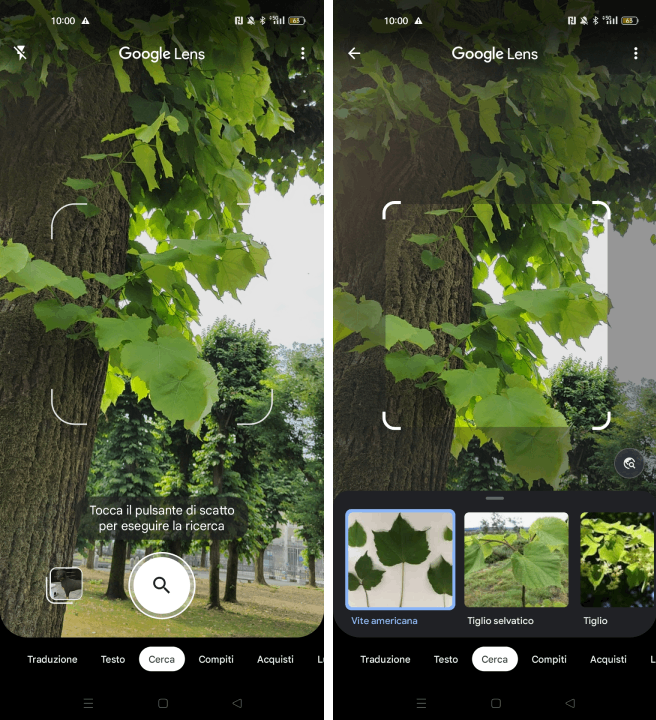 Riconoscimento pianta con Google Lens