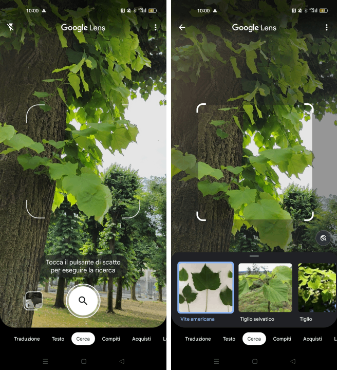 Riconoscimento pianta con Google Lens Riconoscimento pianta con Google Lens