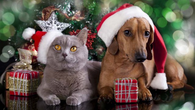 Cane e gatto a Natale