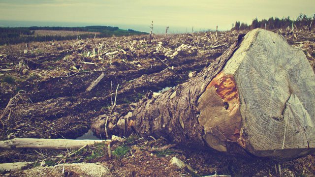 Deforestazione, l'IoT può arrestarla