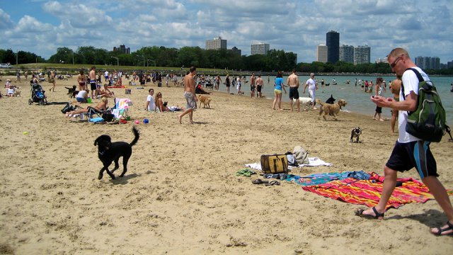 Spiaggia per cani