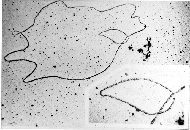 Filamenti di DNA