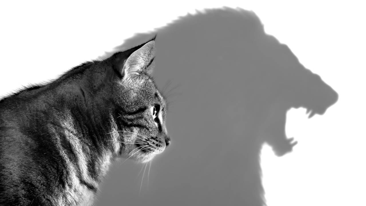 gatto con ombra di leone