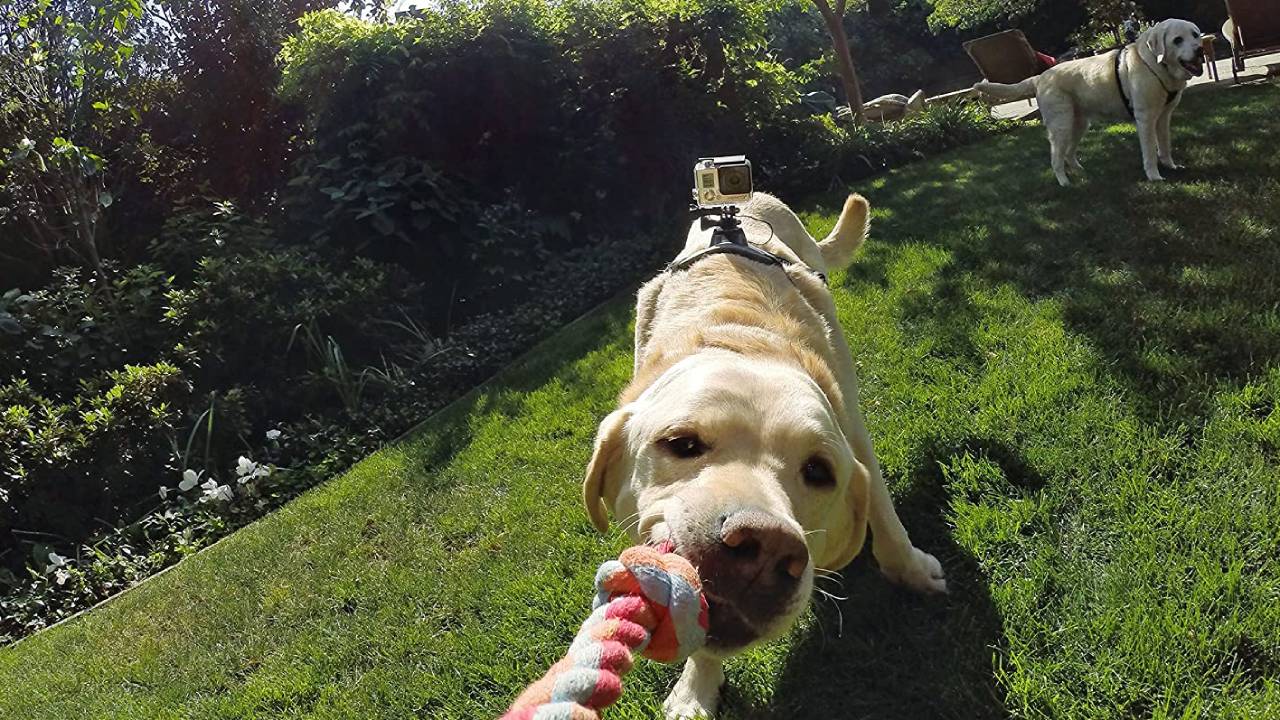 gopro pettorina cane