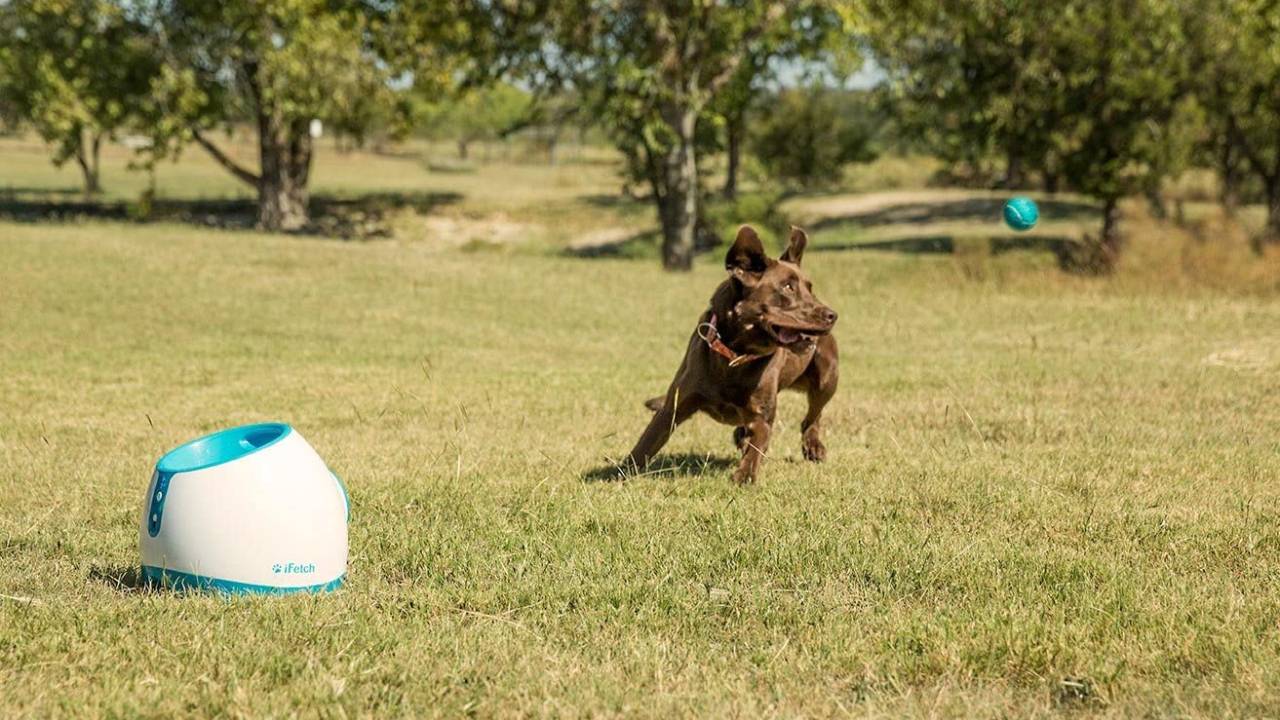 lanciatore palla cani