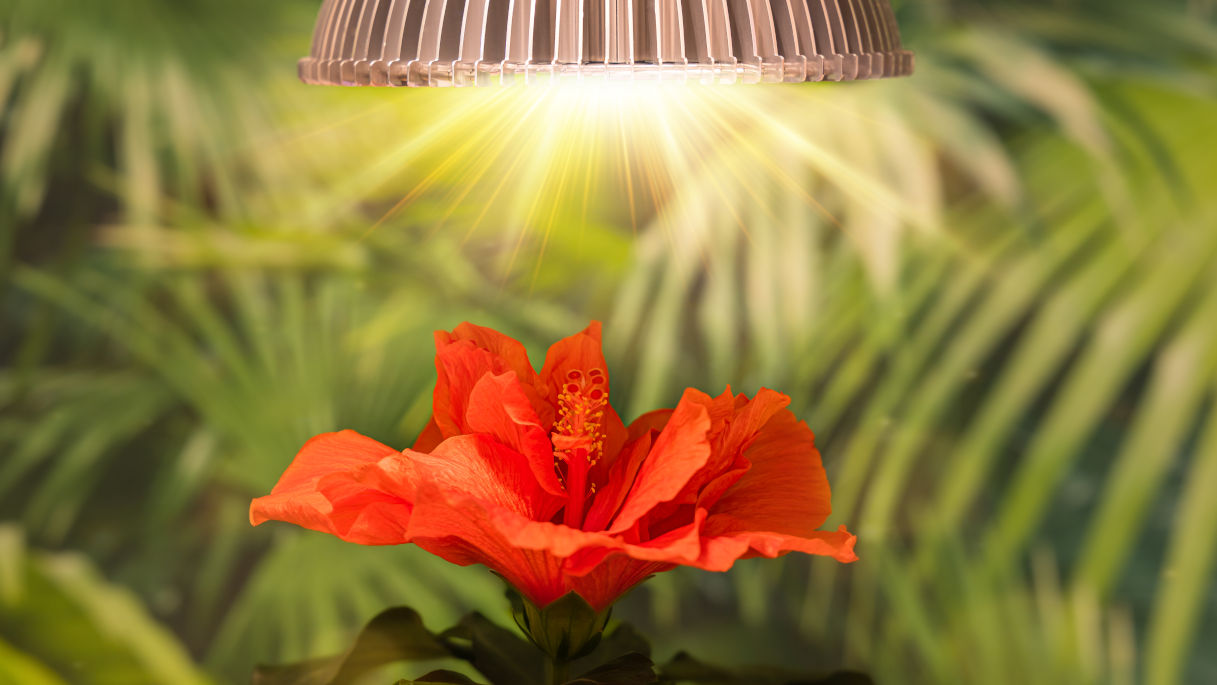 lampada per piante