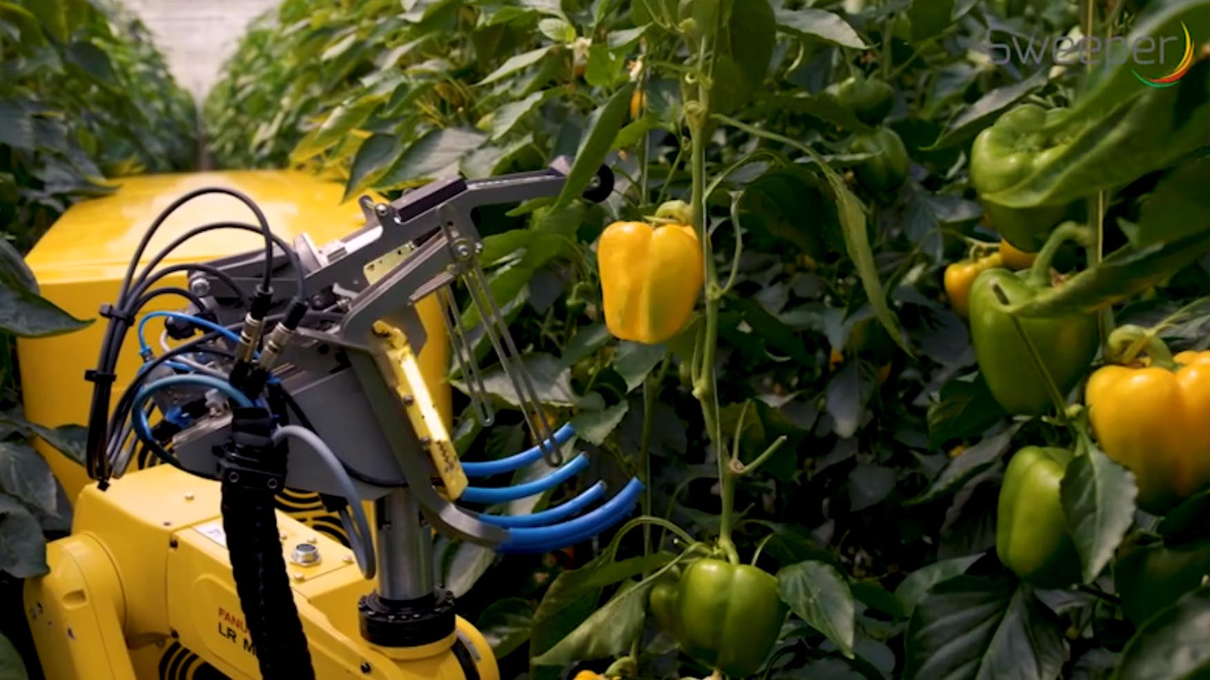 raccolta robot agricoltura
