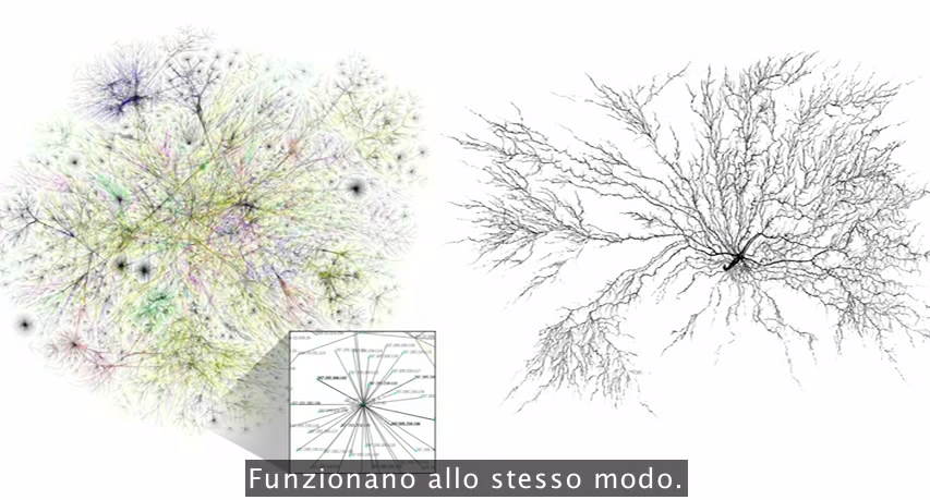 Parallelo tra il World Wide Web (a sinistra) e il Wood Wide Web (a destra)