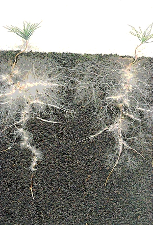 Estensione delle radici di mycorrhizal