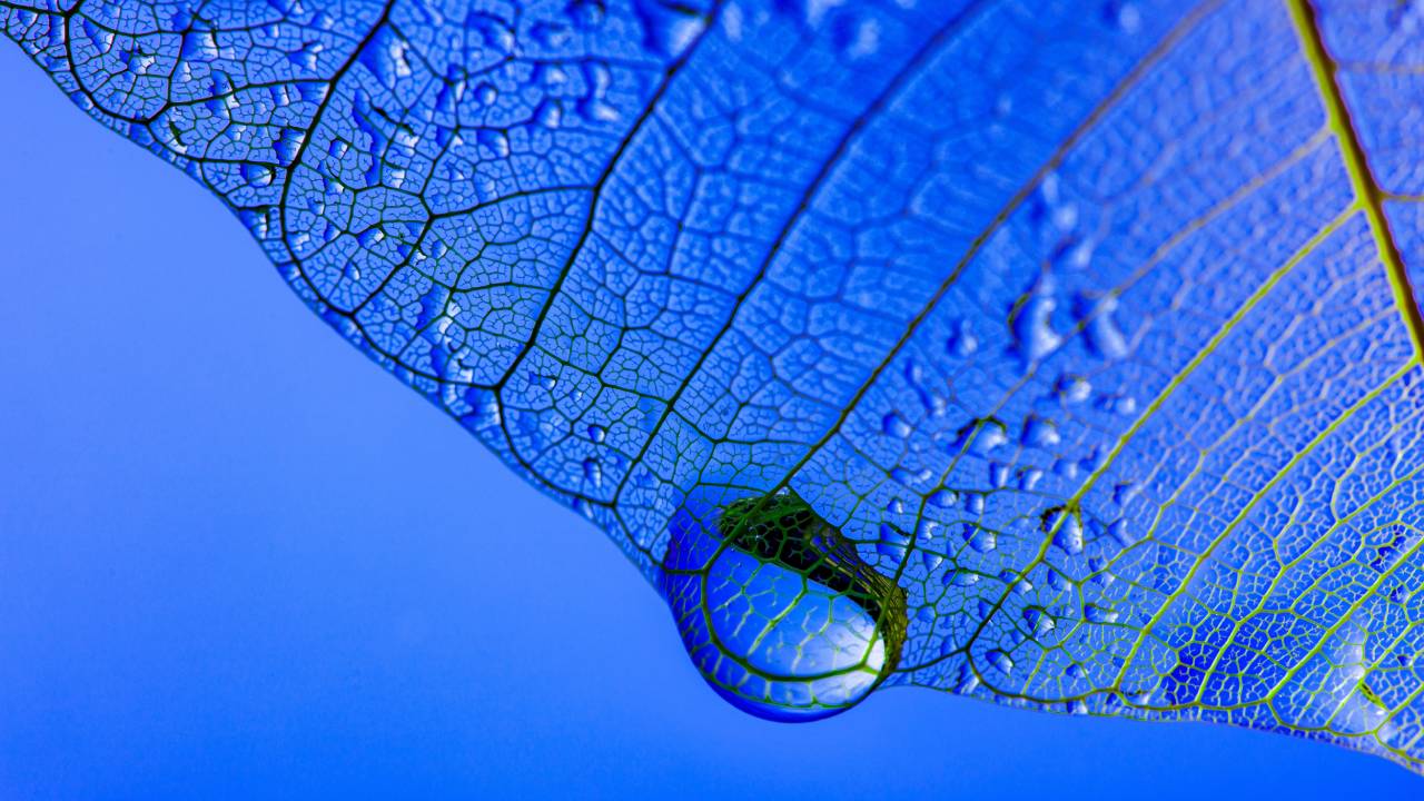 macro fotografia