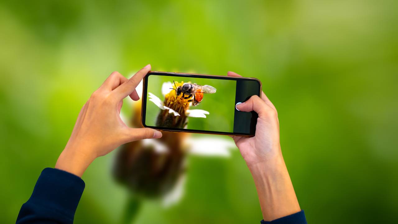 macro fotografia