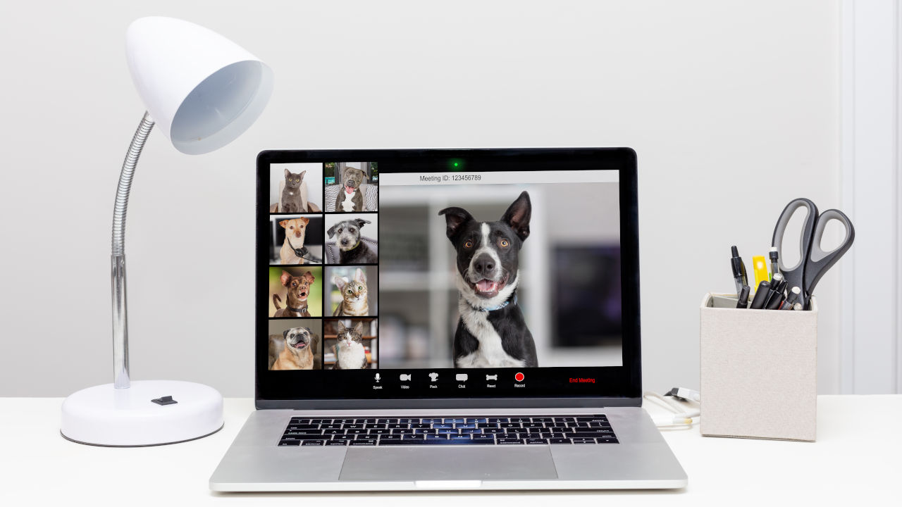 webcam cani gatti