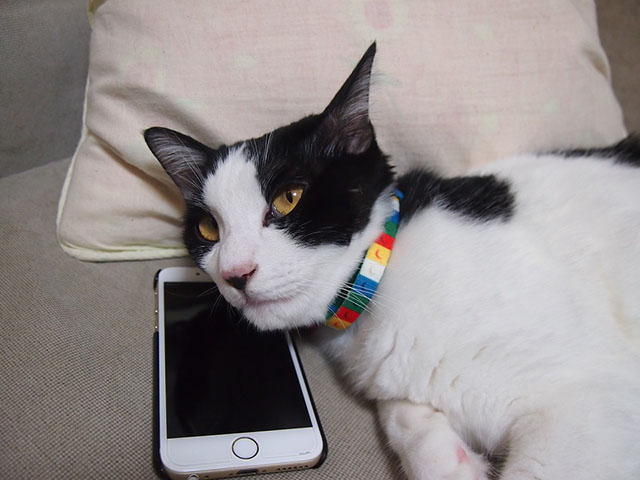 Gatti e smartphone